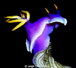 Chromodoris nudie. Tasik Ria. Nikon D200 by Leigh Chapman 